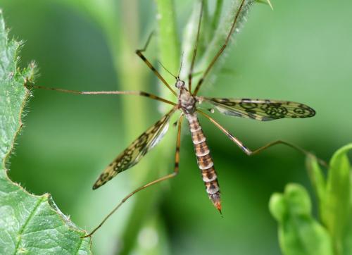 Epiphragma ocellare
